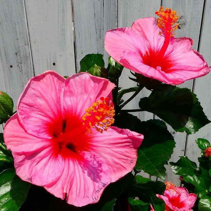 ハイビスカス 雨の七星 赤花 わけあり特価）ハイビスカス・赤八重5号鉢植え の通販 | 園芸ネット